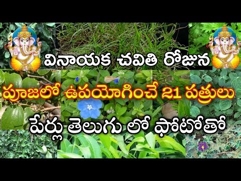 వినాయక చవితి పూజకు 21 పత్రాల పేర్లు | Vinayaka Chavithi Pathri | Names of 21 leaves for Ganesh Pooja