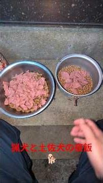 猟犬と土佐犬の夜飯🐕️