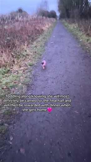 The Adorable Life of a Chihuahua