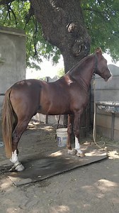 Horse Voice | Indian Animals And Birds