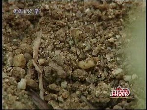 Fruit fly life cycle - Larvae to Pupa stage - Ecoman Biotech