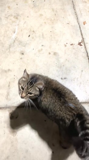 Monster was trying to make a break for it and Buster was all about ratting him out! 😹🐾🐾 #cat #cats #catlover | buster.cat