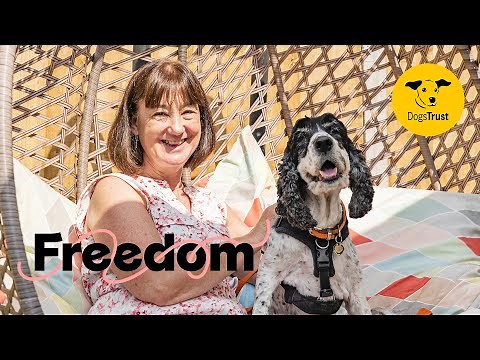 Can you help foster a dog? 💛 Freedom | Dogs Trust