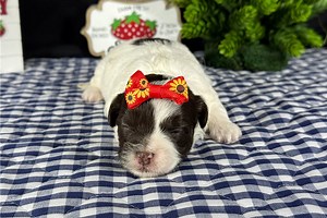 Melonie - Shih-Poo Puppy E8BCD5
