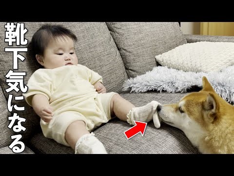 Shiba Inu can’t stop obsessing over the baby sock right in front of it