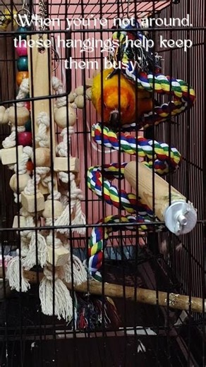 The Ultimate Parrot Chewing ASMR! 🦜 #parrot #sunconure #shortsfeed #chewing