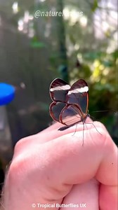 Glasswing Butterfly | The Transparent Butterfly #animalfacts #butterfly #knowledge #documentary #foryou | Nature Lens