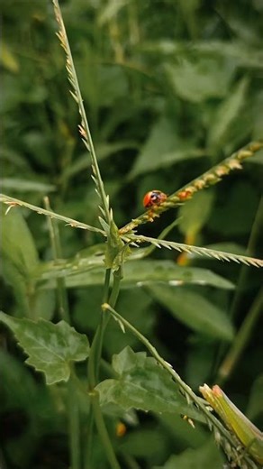 Ladybugs Work as Natural Pest Controller 🐞🌿 #ladybug #insects shorts