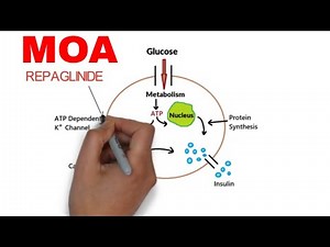 Repaglinide , Machenism of action of Repaglinide