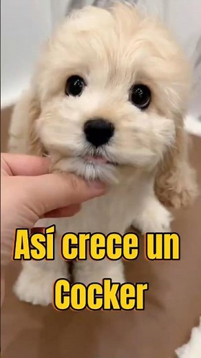 This is how a Cocker Spaniel grows!