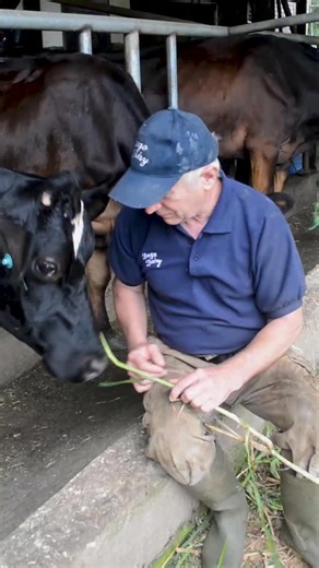 Dago Dairy Natural Milk on Instagram: "Campuran sapi Jersey dan Friesian Holstein kami menghasilkan susu yang kaya dan creamy. Tentu saja mereka layak mendapatkan sebuah camilan. #freshmilk #peternakansapi #sususapi #lembang"