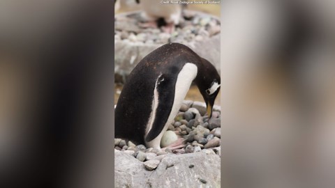 Zoo penguins with newly laid eggs in time for Easter