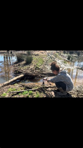 Setting Beaver Traps in the Outdoors