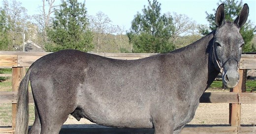 Mulet ou bardot : comment les distinguer ?