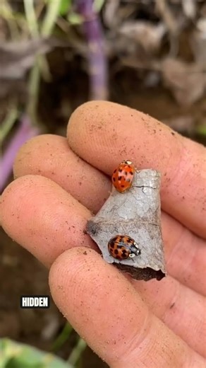 Ladybugs Mating #nature