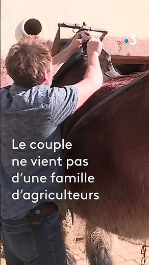 This Small Farm Is 100% Dedicated to Raising Draft Horses