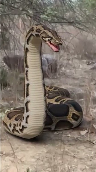 Anaconda Snake Attack Vlogger In Jungle P9 #shorts #anaconda #snake #python #snakevideo