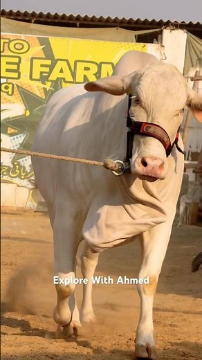 Karachi Cow Mandi😍Malir Cow Mandi | Jameel Memon Mandi |Multan Mandi #shorts #cow #cowvideos #bull