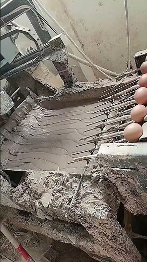 Automatic Egg Collecting and Sorting Machine: Boost Your Poultry Farm Efficiency!