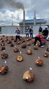 Pelatihan sortase buah | Tri Indah Lestari