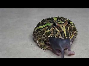Warning | Pacman Frog | Live Feeding