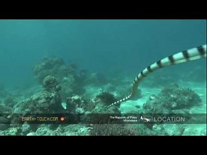 Venomous animals: Sea snake on the hunt.