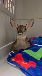 346 reactions · 5 comments | It’s Fawn Season 歷 This orphaned fawn...