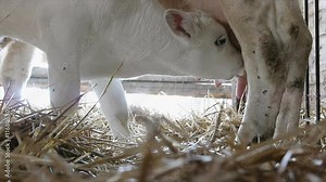 white cow feeding her calf tracking shot