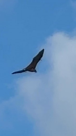 4.3K views · 109 reactions | Check out this video of a Maldivian...