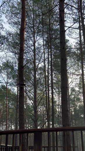 #jaybird #forestbirds #birds #birdswatching #nature #forest #forestlife #wildlife #natureshorts #4k