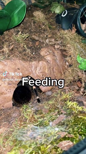 Feeding my big Tarantula this Inesct! - - - #tarantula #tarantulas #spider #tarantulasofinstagram #arachnid #tarantulalove #spiders #tarantulasoftheworld #tarantulakeeper #spidersofinstagram #arachnids #arachnidsofinstagram #worldwide #tarantulalovers #tarantulapet #exoticpets #tarantulasofig #vogelspinne #nature #fang #gang #spidersoftheworld #legs #theraphosidae #macro #tarantulaofinstagram #photography #arachnophobia #tarantulaworld #vogelspinnen #fanggang #animals #macrophotography #brachype