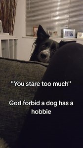 Bordercollie life ❤️❤️ You stare too much! 😂😂 #bordercollielife #dogs #dogsoffacebook #doglover #dogreels #DogLife #stare #dog | Border Collie Stanley.