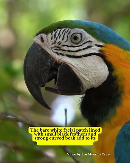The Blue-and-yellow Macaw