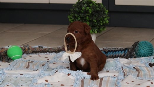 Labradoodle puppy for sale