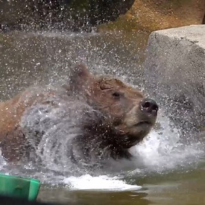 94K views · 10K reactions | Boris beating the heat.  | Milwaukee County Zoo | Facebook