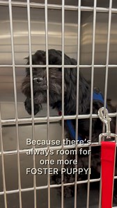 There’s always room for one more. 🐶❤️Because when it comes to saving lives, what’s one more?Welcome to your soft landing, sweet pup…MEET PAPAYA ❤️Fostering saves lives — theirs and yours.Learn more at HomeForGoodDogs.orgFollow the Fostering Dog Tales for more fostering stories!#FosterDog #DogFosterLife #Fosteringsaveslives #AdoptDontShop #HomeForGoodDogRescue #RescueDogStory #DogRescueJourney #DogsofTikTok #FYPdogs #FosterDogTales #RoomForOneMore #RescueReels #FosterToAdopt #dogrescuevideo | Ho