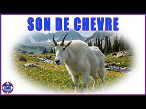 LE SON DE LA CHÈVRE – Sons réels d’animaux – les meilleurs effets sonores 🐐