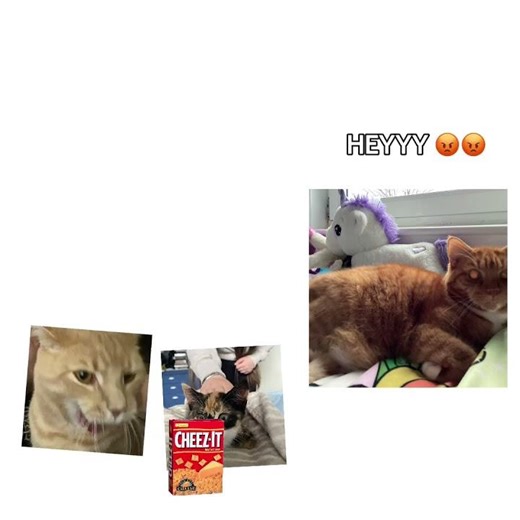 Do u want some cheese it’s