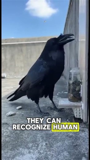 This Bird is Smarter Than a 7 Year Old!