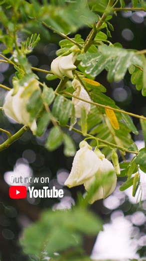✨ NEW ON YOUTUBE ✨ Bok phool translates literally to "heron flower"—called so because of the flower's uncanny resemblance to the bird. 🦢 The full recipe is linked in the comments! The flowers bloom between monsoon and winter. Every market has at least one or two people who sell bok phool in a large round wicker basket, the flowers arranged neatly in a concentric pattern. The tree can grow quite tall. Every other year, some time in summer, my father trims the bok phool tree in our garden, and cu
