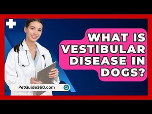 What Is Vestibular Disease In Dogs? - PetGuide360.com