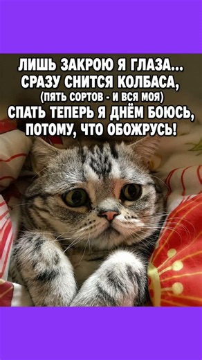 Ночные мысли кота #юмор #мем #смех #приколы