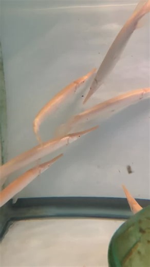 17 reactions | The Albino Florida Gar is a rare and striking...