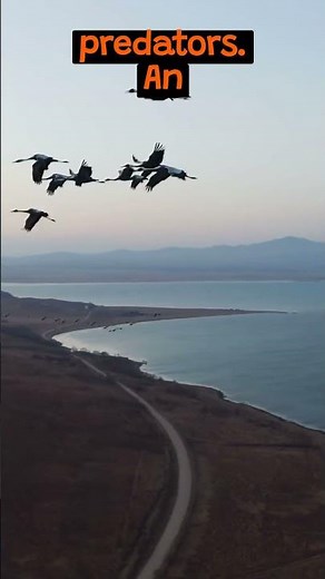 The Long Migration Journey of The Swallow | The Wild Animal Facts