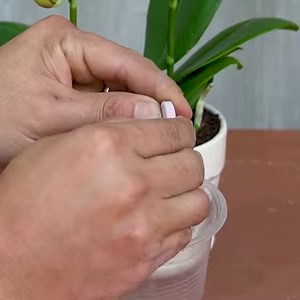 1M views · 10K reactions | Bloom The Orchid Flower Beautifully | Diy Garden World | Facebook