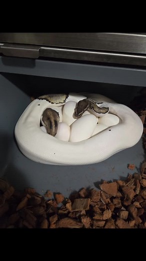 #ballpython #ballpythonsofinstagram #ballpythonmorphsofig #snakes #ballpythonbreeder #exoticpets #reptiles #coldbloodedexpo #reptile #clown #pied #snakesofinstagram #exotic #fyp #morphs #midwest #vendors | ERSreptiles