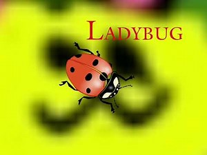 Learn the ABC's "L" is for Leopard