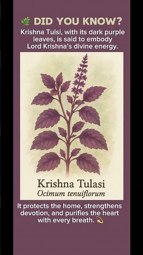 Krishna Tulsi — where devotion burns bright #shorts #sanatandharma #didyouknow