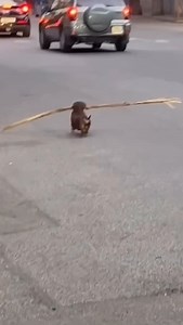 Hunting mode…ACTIVATED 🏹 Lizard toy was a hit!🥰 Link in Bio 💪 @dachshundparty . . . #dachshund #dachshundlove #sausagedog #tekel #wienerdog #dachshundsofinstagram | Dachshund Party