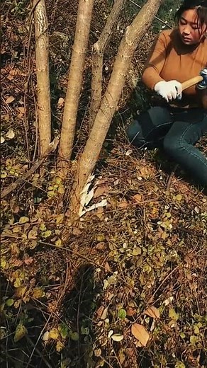 Tree Felling with Hand Axe #LabeeqaAgriFarm #Woodworking #FarmLife